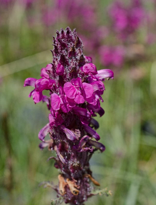 Мытник болотный (Pedicularis palustris l.)