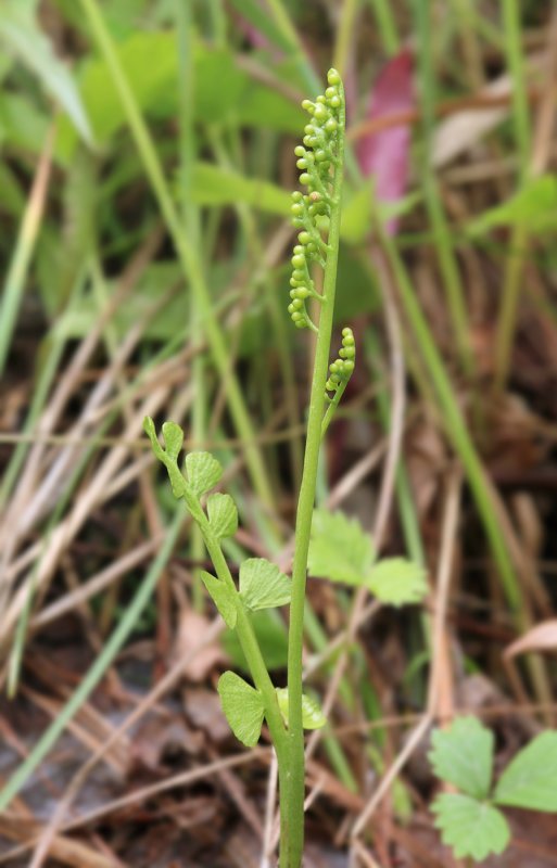 Botrychium Lunaria