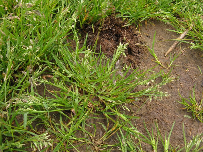 Осока низкая (Carex humilis)