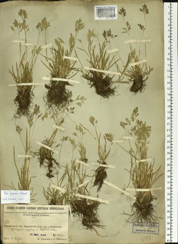Carex supina
