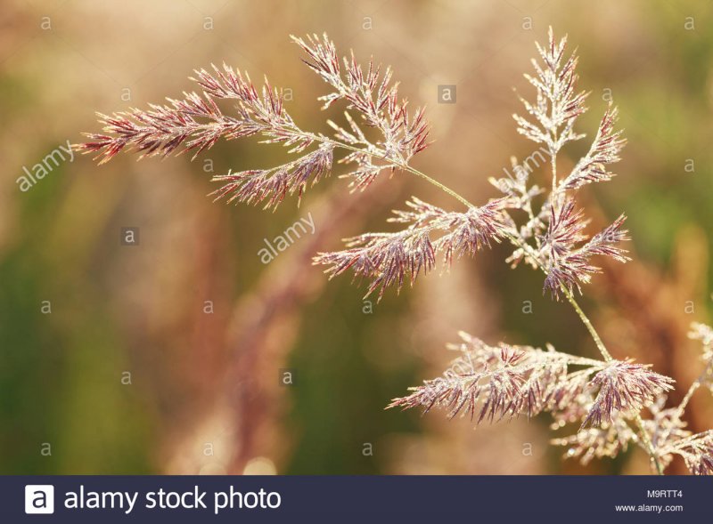 Мятлик однолетний – POA annua