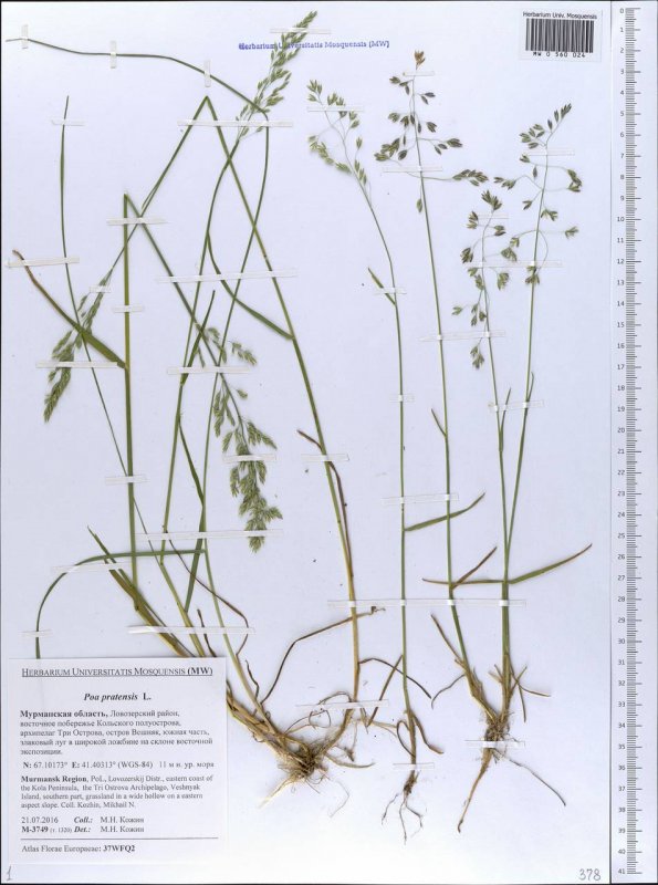 POA Alpina