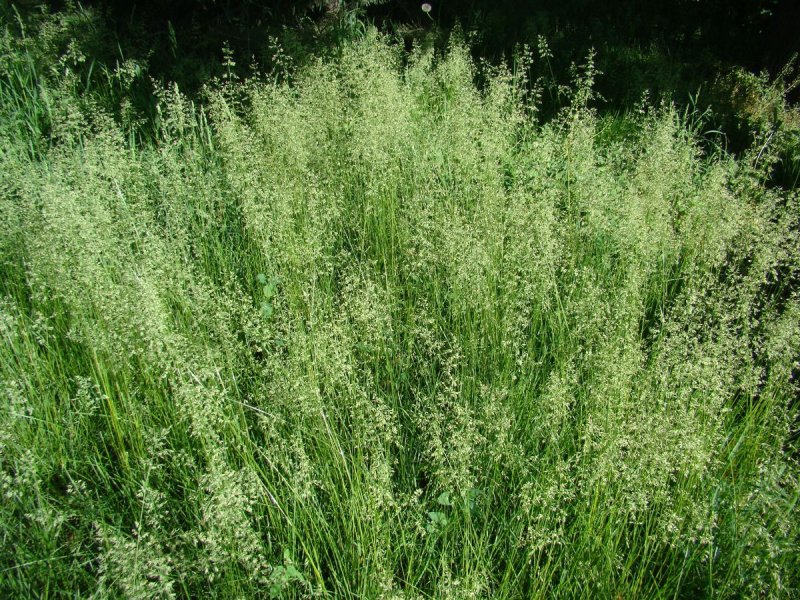 Мятлик Степной (POA stepposa)