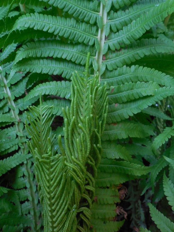 Botrychium multifidum