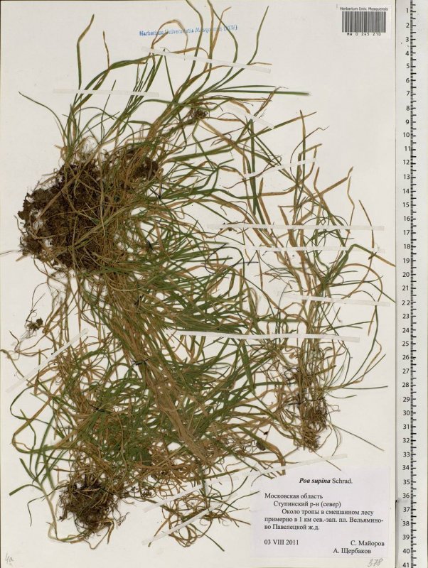 POA supina SUPRANOVA