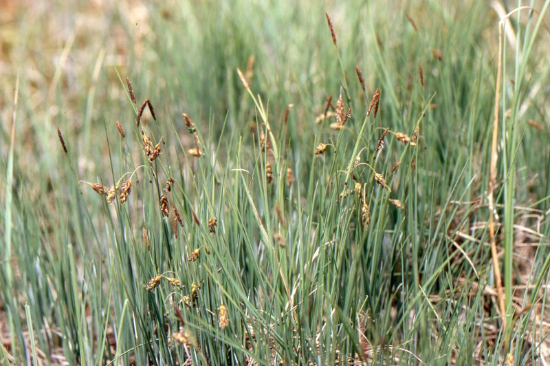 POA supina