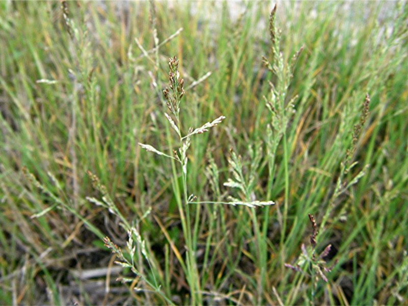 Мятлик однолетний – POA annua