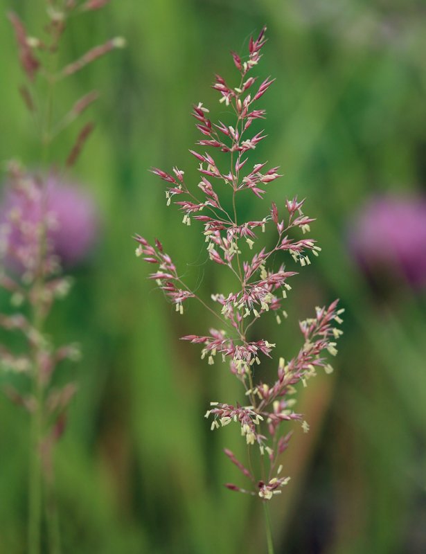 Мятлик однолетний (POA annua l.)
