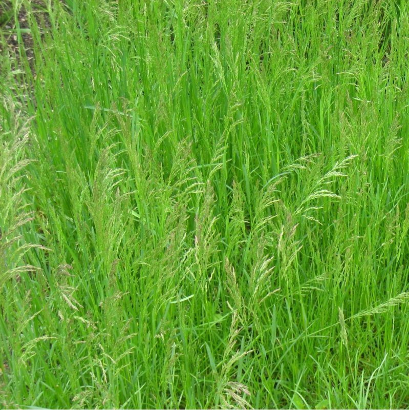 Мятлик Степной (POA stepposa)