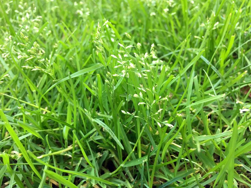 Ежа сборная (Dactylis glomerata) "variegata"
