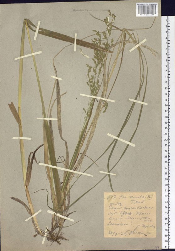POA remota