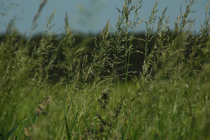 Мятлик Степной (POA stepposa)