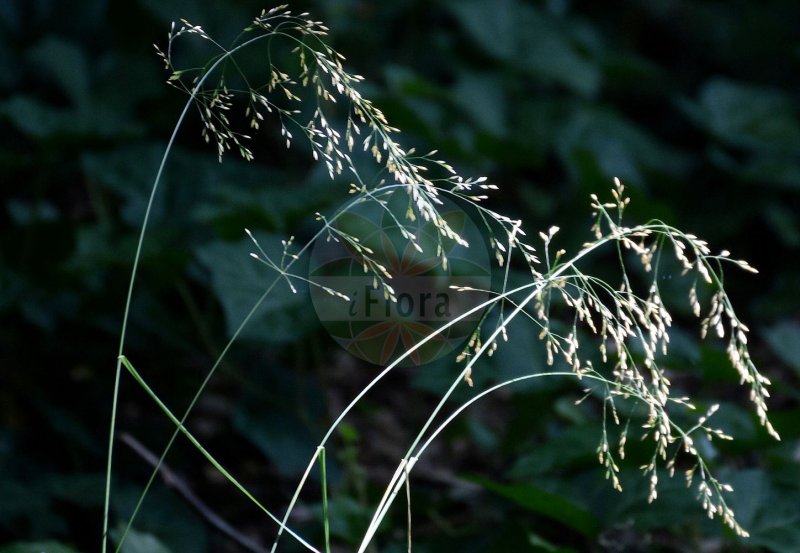 Perennial Ryegrass: a serious Lawn contender