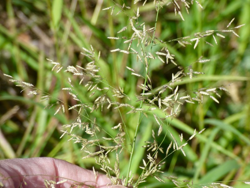 Мятлик Луговой POA pratensis