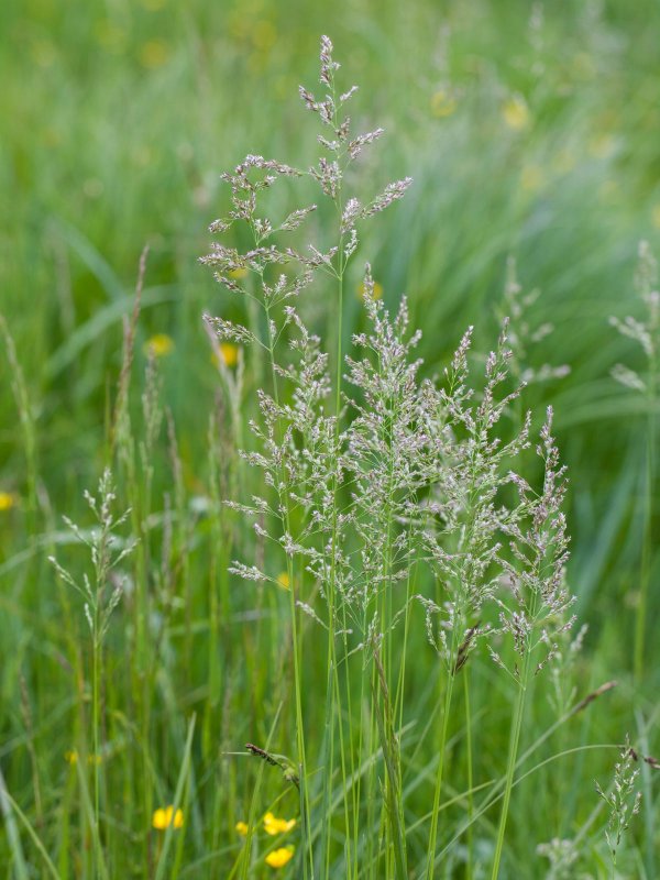 Мятлик однолетний (POA annua l.)