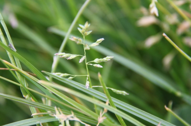 Мятлик Луговой POA pratensis