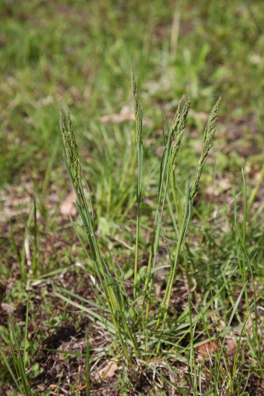 Мятлик Луговой POA pratensis