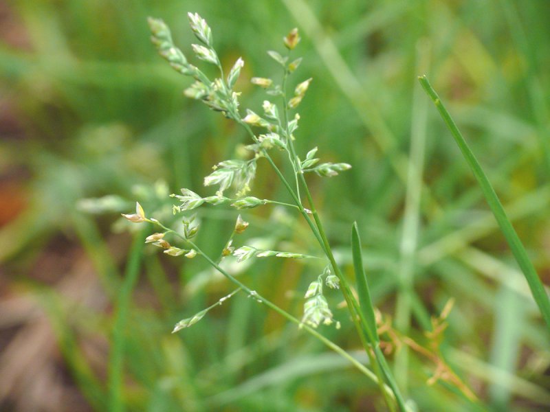 Мятлик Луговой POA pratensis