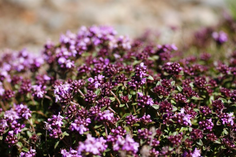 Чабрец (Thymus serpyllum)