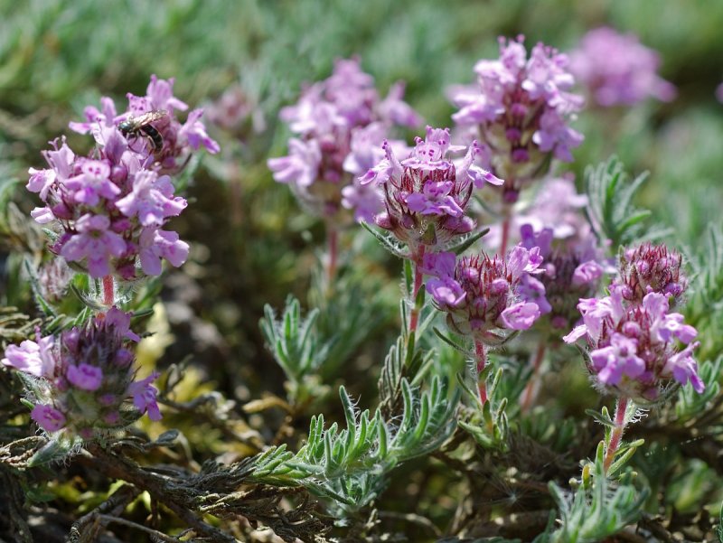 Thymus serpyllum