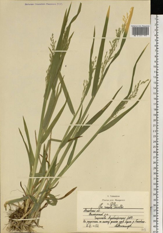 Бескильница — Puccinellia