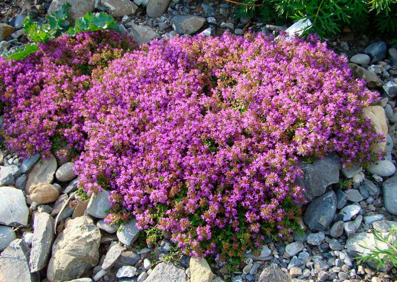 Тимьян ползучий (Thymus serpyllum l.)