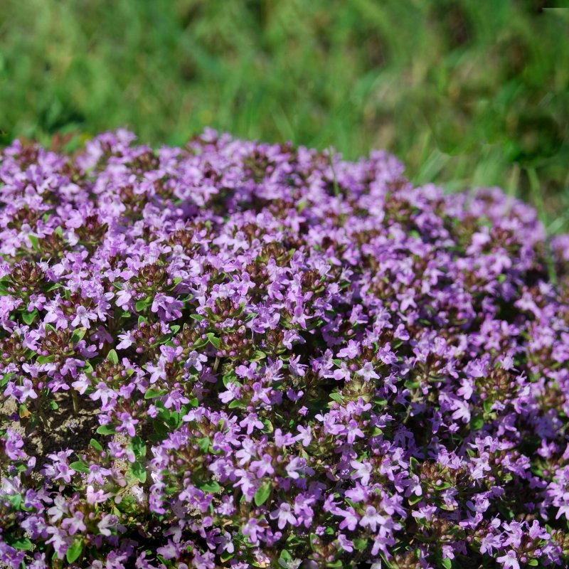 Тимьян ползучий (Thymus serpyllum) сиреневый