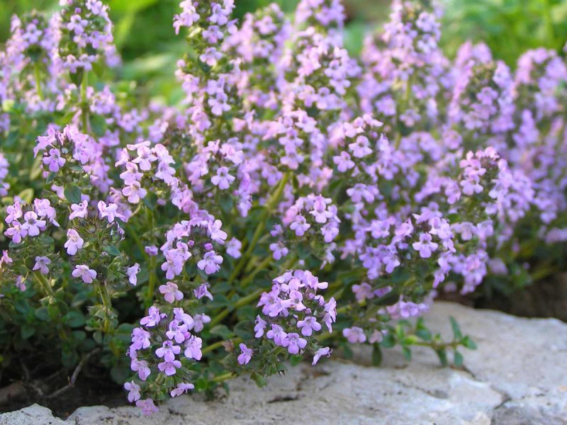 Тимьян ползучий (Thymus serpyllum)