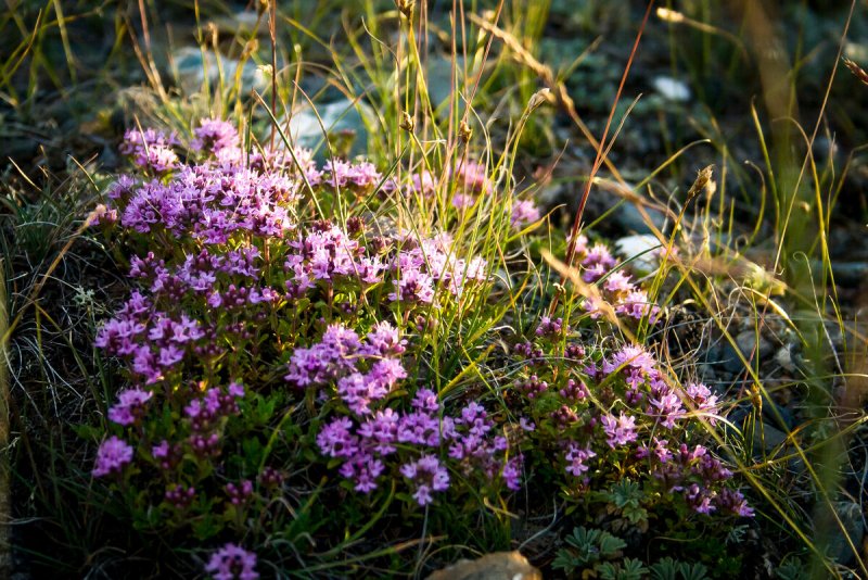 Тимьян Жигулевский (Thymus cimicinus)
