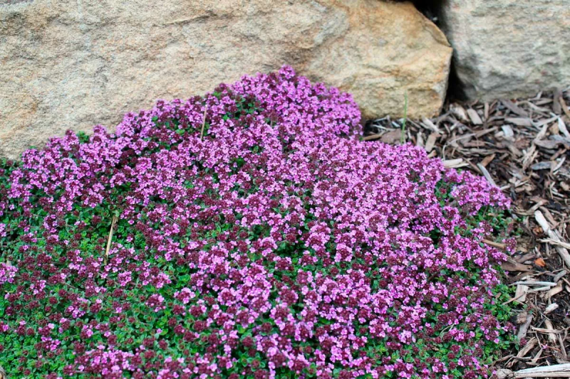 Тимьян Thymus