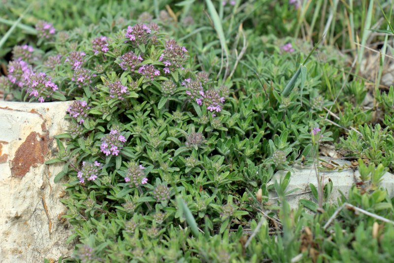 Тимьян ползучий (Thymus serpyllum l.)
