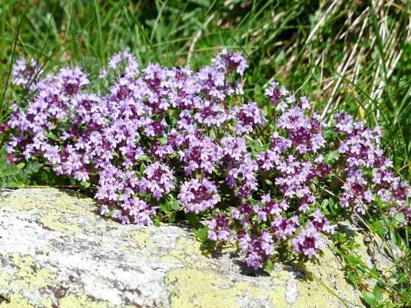 Тимьян ползучий (Thymus serpyllum)