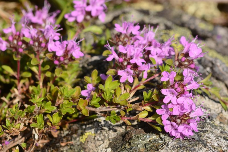 Тимьян ползучий (Thymus serpyllum)