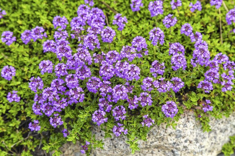 Тимьян ползучий (Thymus serpyllum)