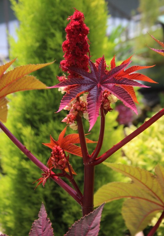 Клещевина Ricinus communis