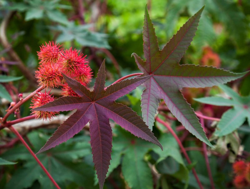 Клещевина обыкновенная (Ricinus communis)