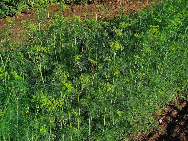 Укроп огородный (Anethum graveolens l.)
