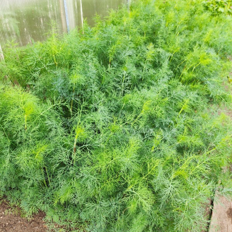 Фенхель куст
