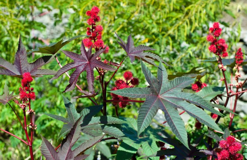 Клещевина обыкновенная (Ricinus commúnis)