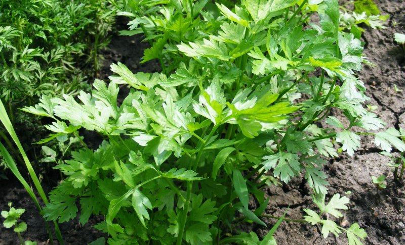 Сельдерей Apium graveolens