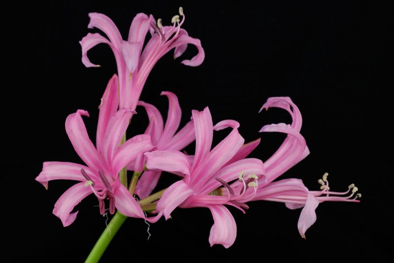 Нерине (Nerine)