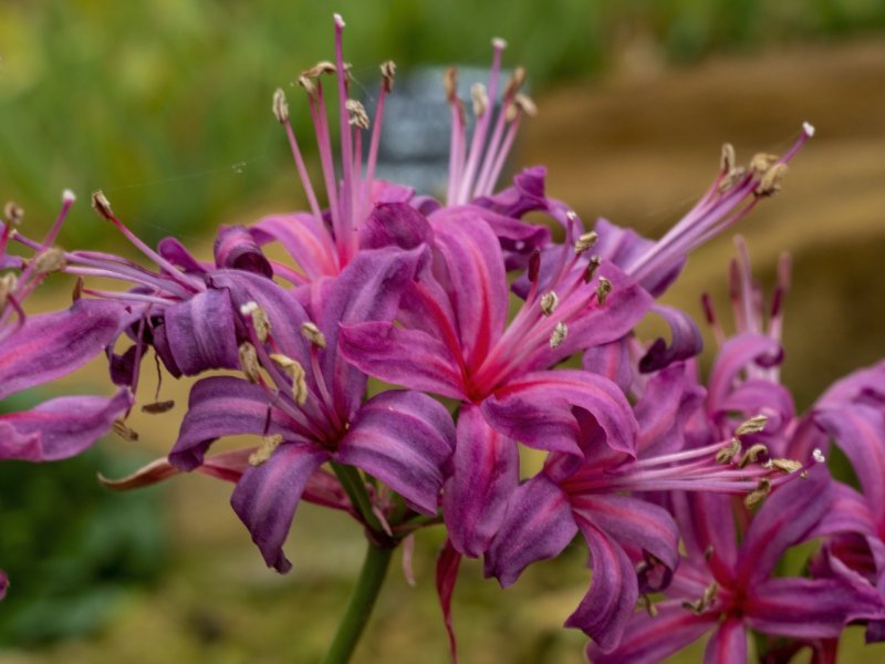 Нерине (Nerine)