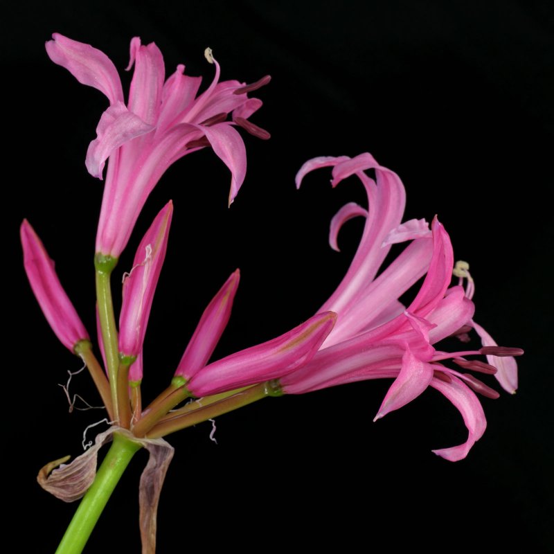 Нерина Боудена Nerine bowdenii