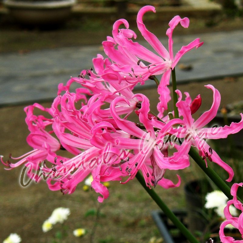 Нерине (Nerine)Mixed
