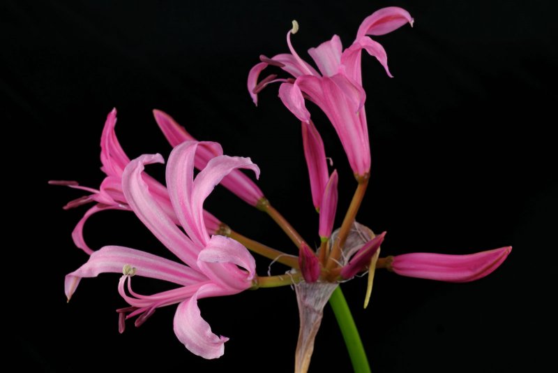 Нерине (Nerine)
