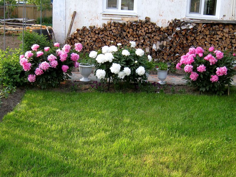 Палисадник из роз