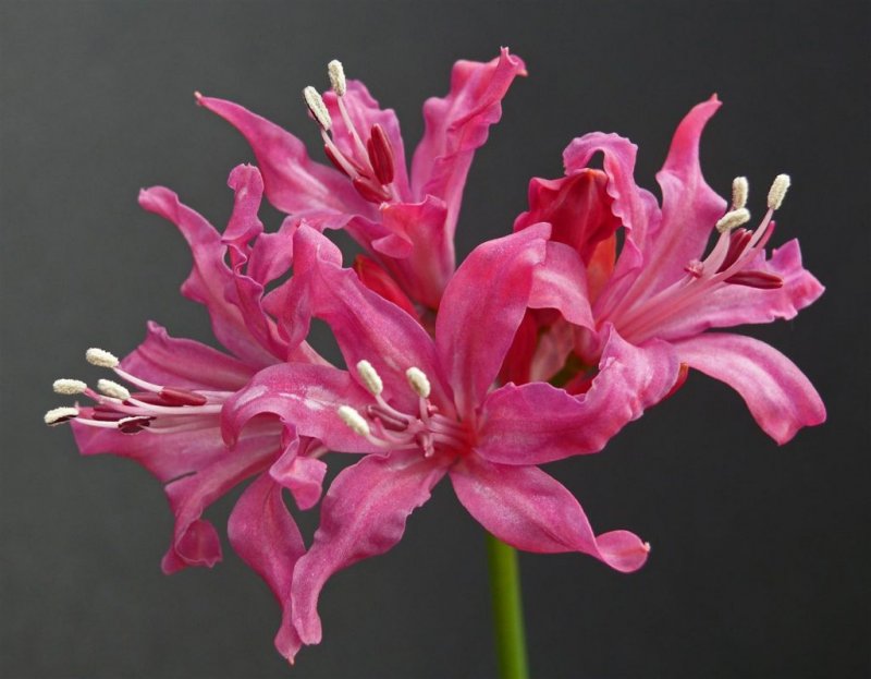 Нерине (Nerine)
