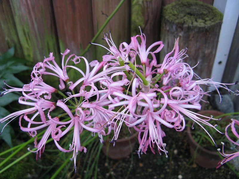 Nerine растение