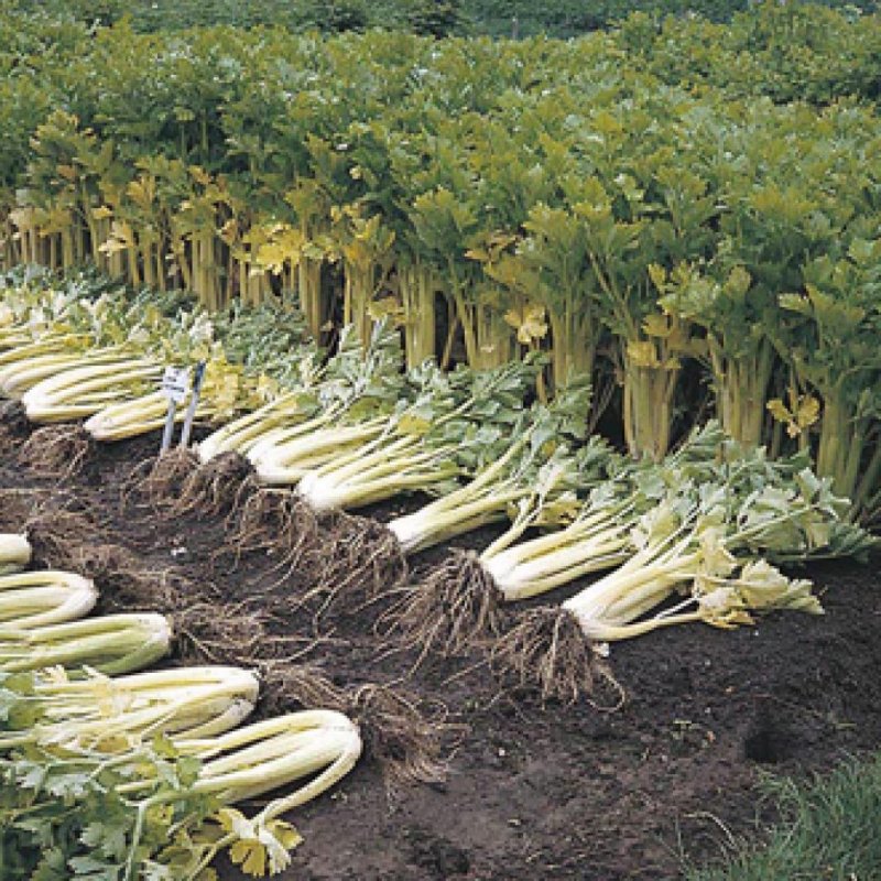 Кинза кустовая