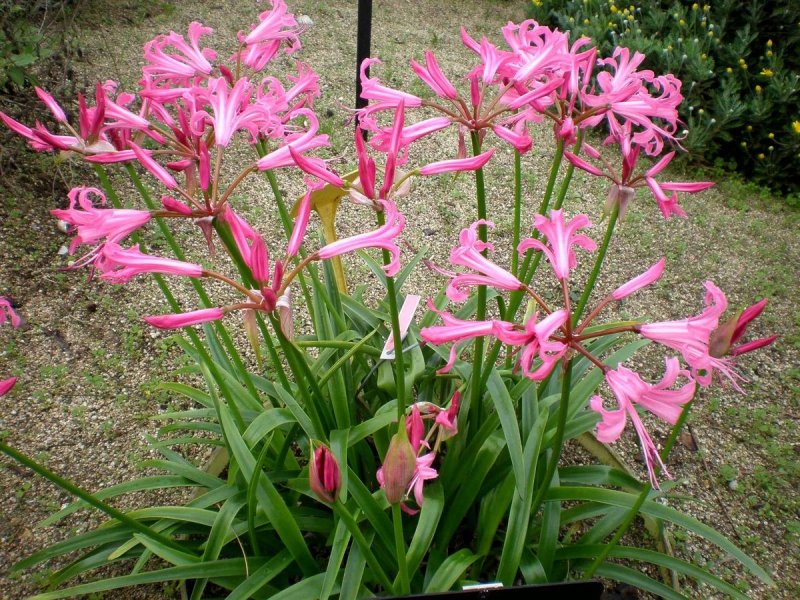 Нерина Боудена Nerine bowdenii